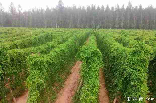 种植山药如何施肥(种植山药如何施肥)